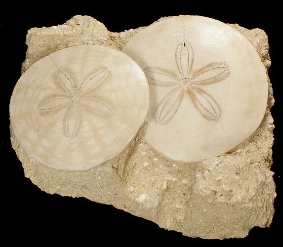 Beautiful Pair Of Fossil Sand Dollars - France #17227